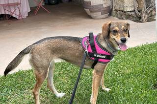 Francesca Dog SItter - Bau Wedding - 10