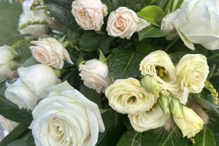 Gigi Piante Grasse - 16