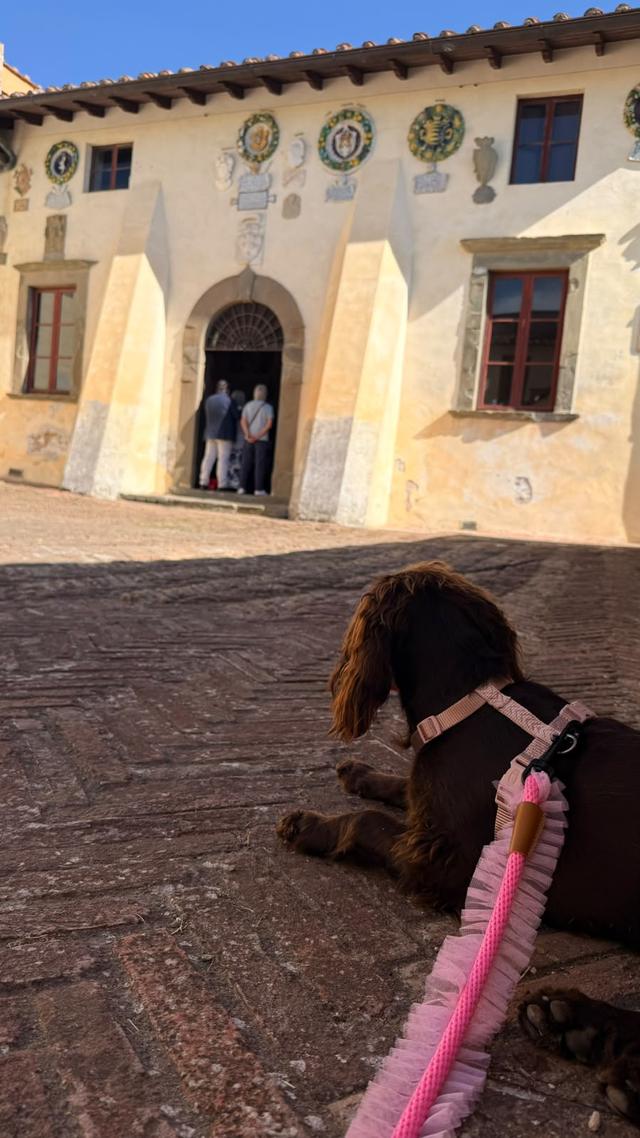 Luca Family Dog's - 2