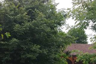 American Wedding Cars - 5