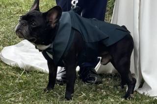 BowPawTie Accessori per Cani - 8