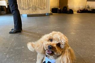 JL Dog Sitter for wedding - 12