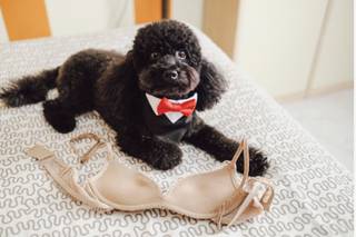 JL Dog Sitter for wedding - 13