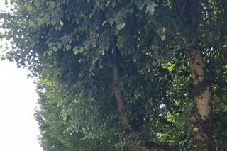 Tagliabue Il Verde - 17