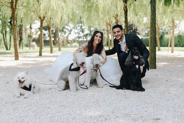 Oh my dog wedding - 3