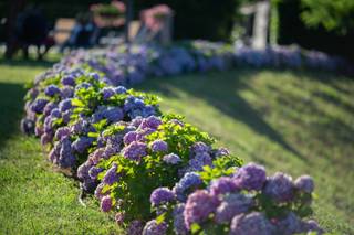 Tenuta la Marchesa - 26