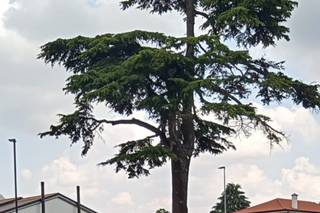 Manuel Giacometti - 6