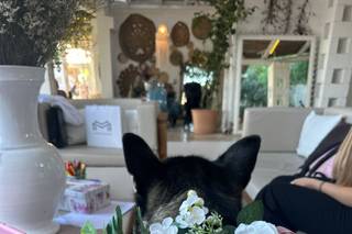Luciana Dog Wedding Sitter - 9