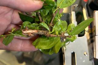 Voglia di Bonsai - 22