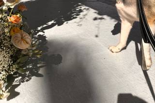 Luciana Dog Wedding Sitter - 10