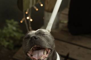 Silvia Wedding Dog Sitter - 5
