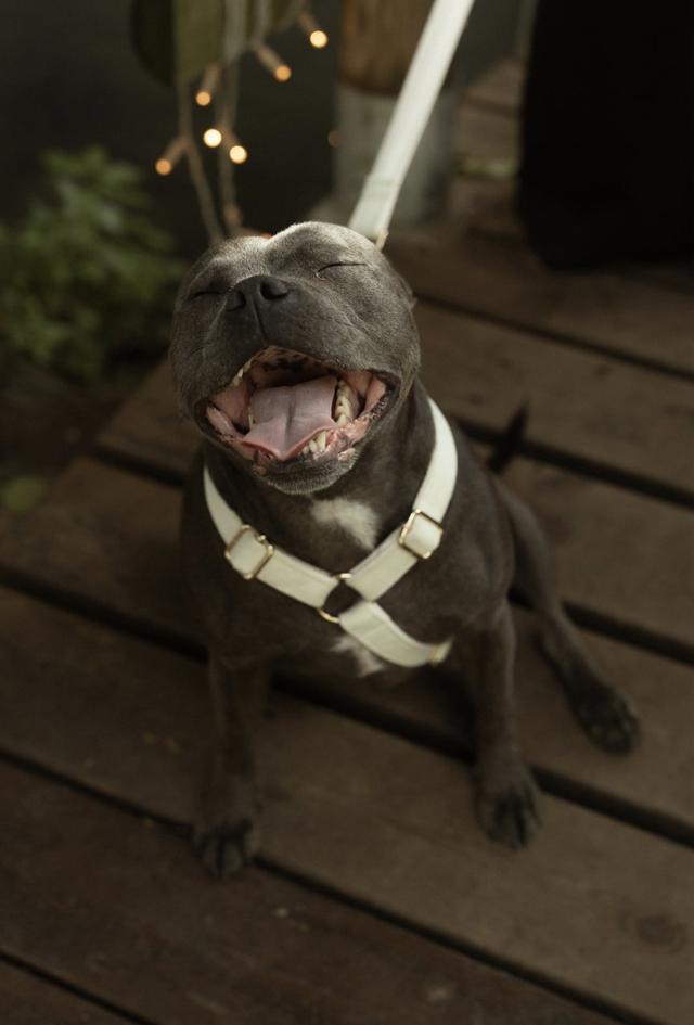 Silvia Wedding Dog Sitter - 2