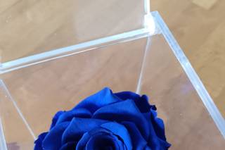 Miaga Rose - 7