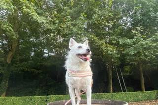 Maria Dog & Love Sitter - 9