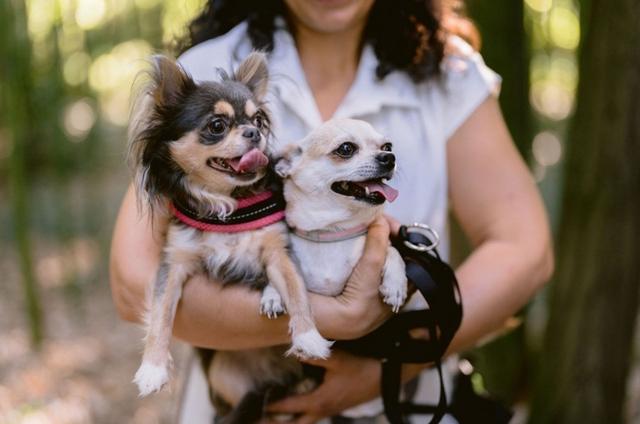 Silvia Wedding Dog Sitter - 1