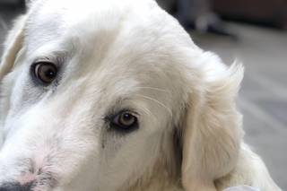 Wedding Dog Service - 8