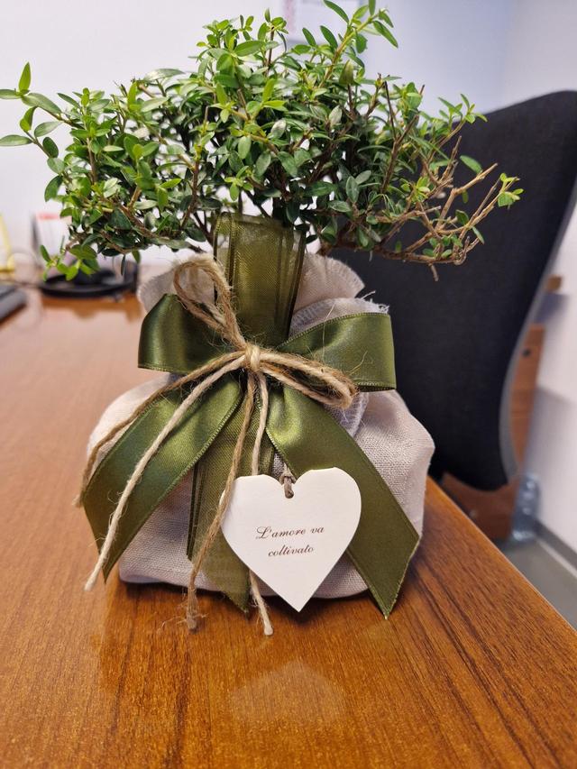 Centro Bonsai Iodice - 2