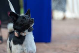 Giampiero Rinaldi Photographer - 15