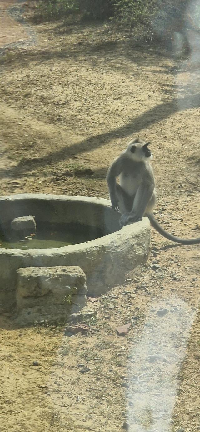 Serengheti Travel - 2