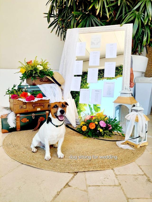 Dog Sitting for Wedding - 2