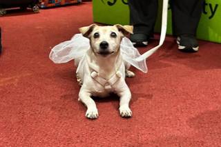 JL Dog Sitter for wedding - 5