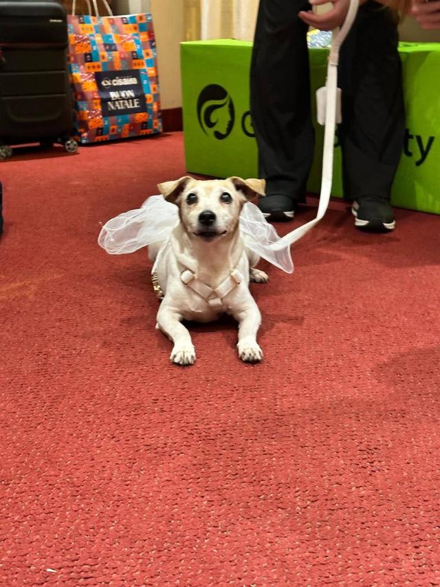 JL Dog Sitter for wedding - 2
