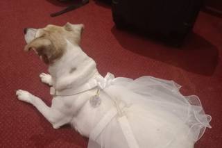 JL Dog Sitter for wedding - 6