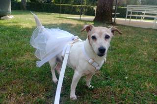 JL Dog Sitter for wedding - 7