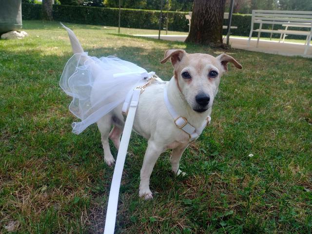 JL Dog Sitter for wedding - 1