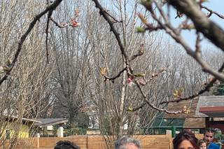 Modesto Bertotto - 9