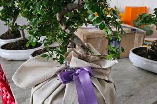 Voglia di Bonsai - 9