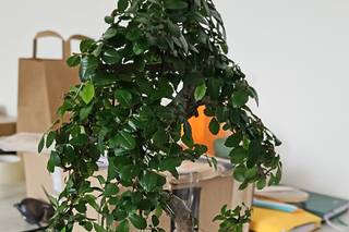 Voglia di Bonsai - 10