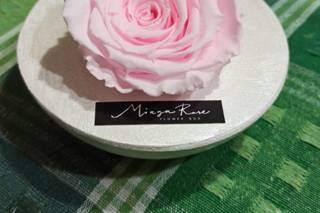 Miaga Rose - 9