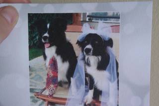 Alessandro Pietrazzini - 1