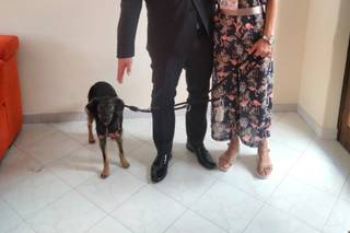 Le Cat e Dog Sitter - Wedding - 11