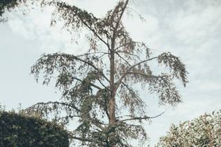 I Fiori di Barbara - 24