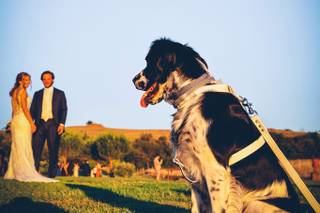 Wedding Dog Sitter - Alessio Faggi - 12