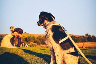 Wedding Dog Sitter - Alessio Faggi - 13