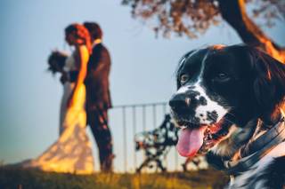 Wedding Dog Sitter - Alessio Faggi - 14