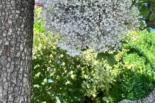 Il giardino delle palme - 7