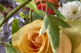 Fiori D'Autore By Cleme - 12