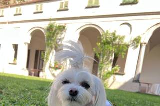 Silvia Dog Sitter for Wedding - 12