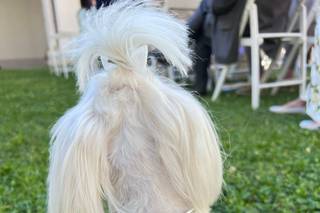 Silvia Dog Sitter for Wedding - 13