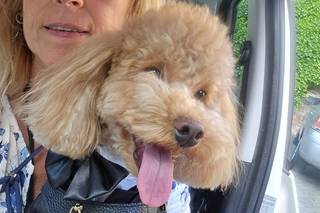 Le Cat e Dog Sitter - Wedding - 6