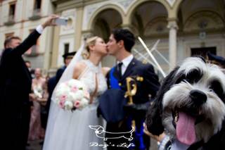 Dog's Life wedding dog sitter - 6