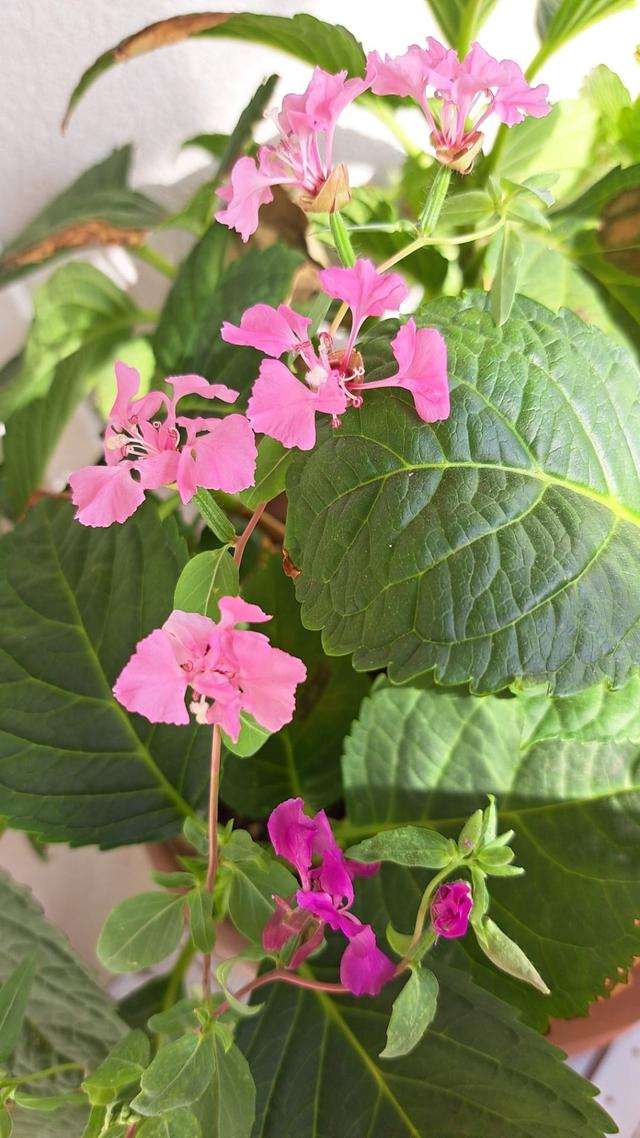 Auguri Sostenibili - 2