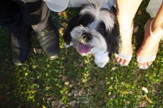 Dog's Life wedding dog sitter - 8