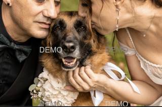 Colonna Wedding Studio - 8