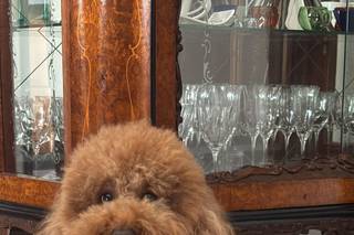 Bautique dog sitter for wedding - 1