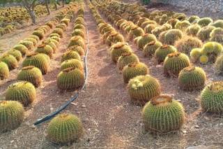 Dimore del Valentino - 9